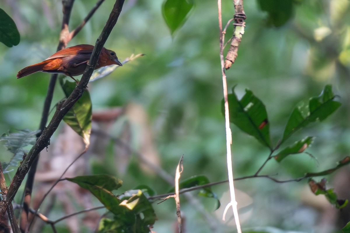 Red-crowned Ant-Tanager (Scarlet-throated) - ML615732850