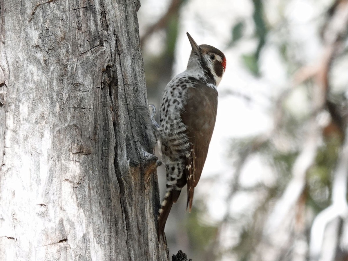 Arizona Woodpecker - ML615732905