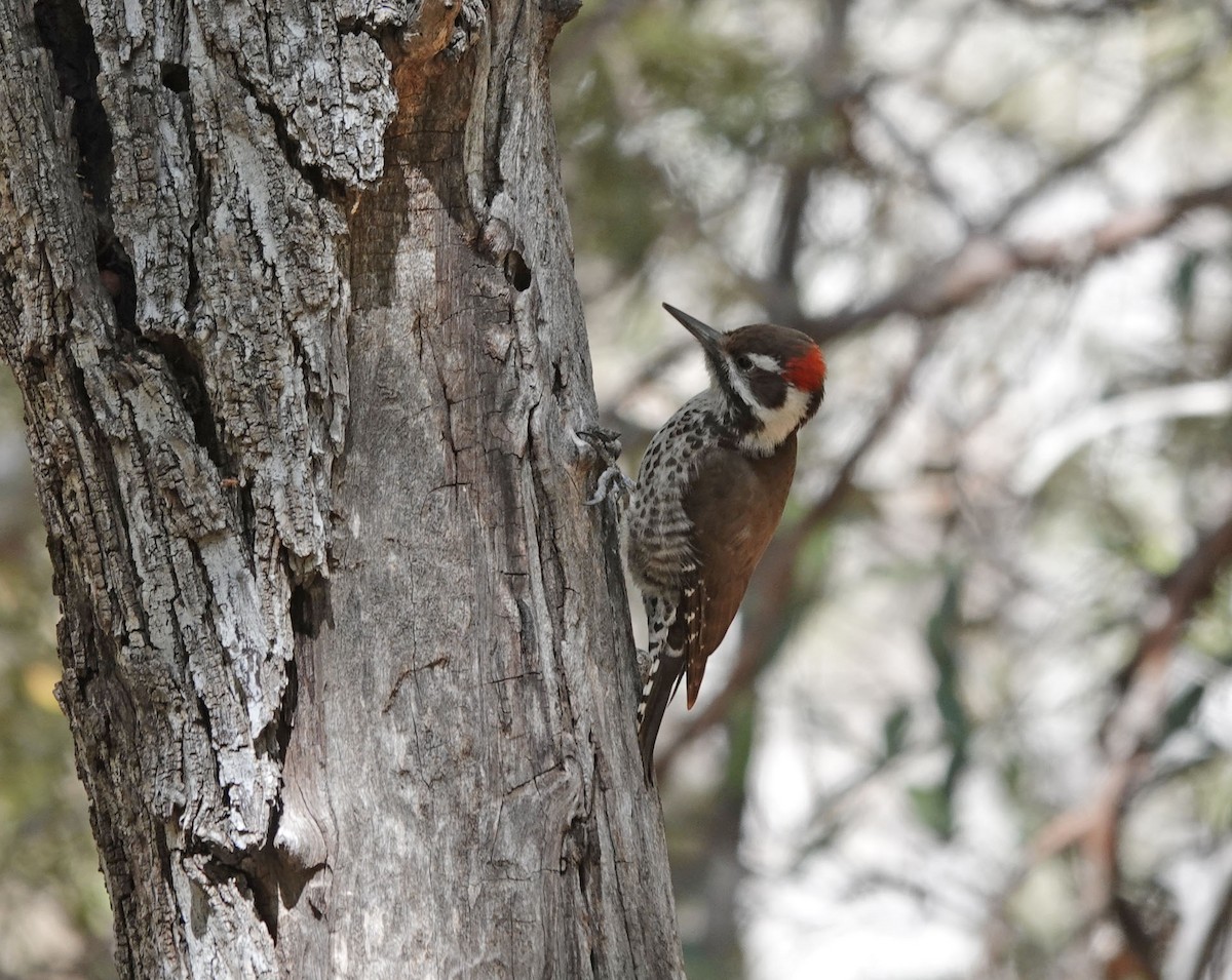 Arizona Woodpecker - ML615732906