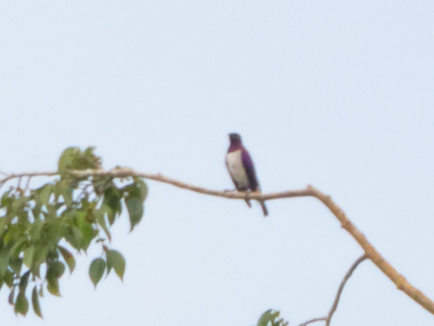 Violet-backed Starling - ML615733011