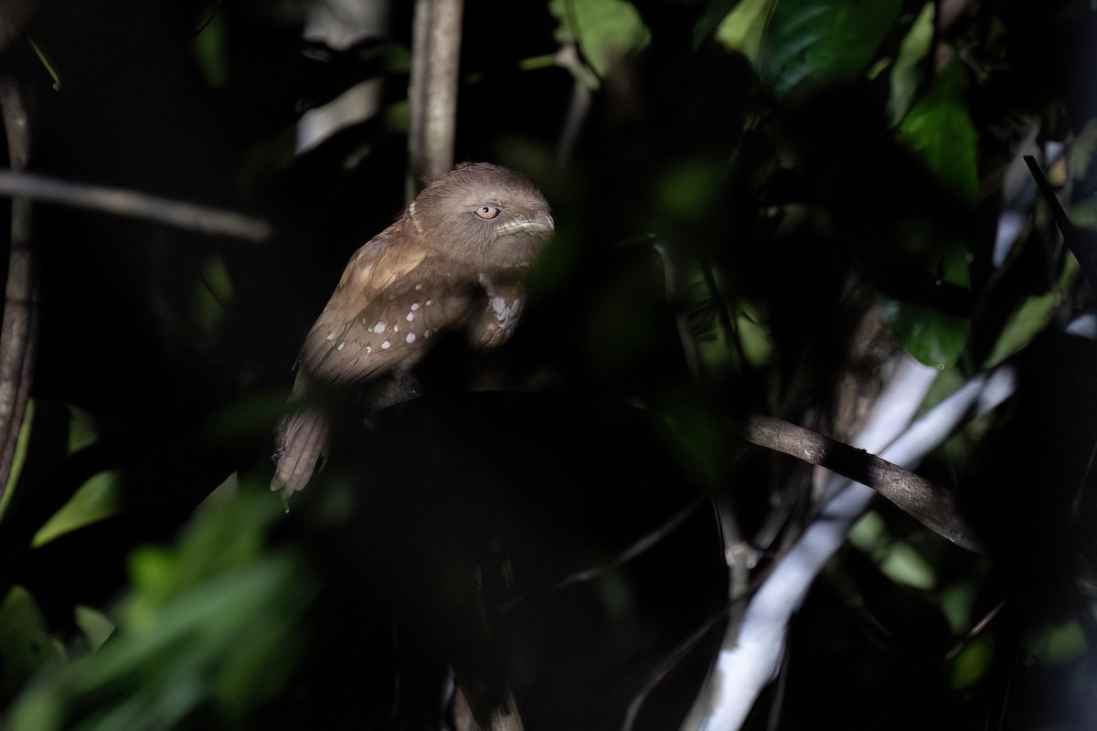 Philippine Frogmouth - ML615733257