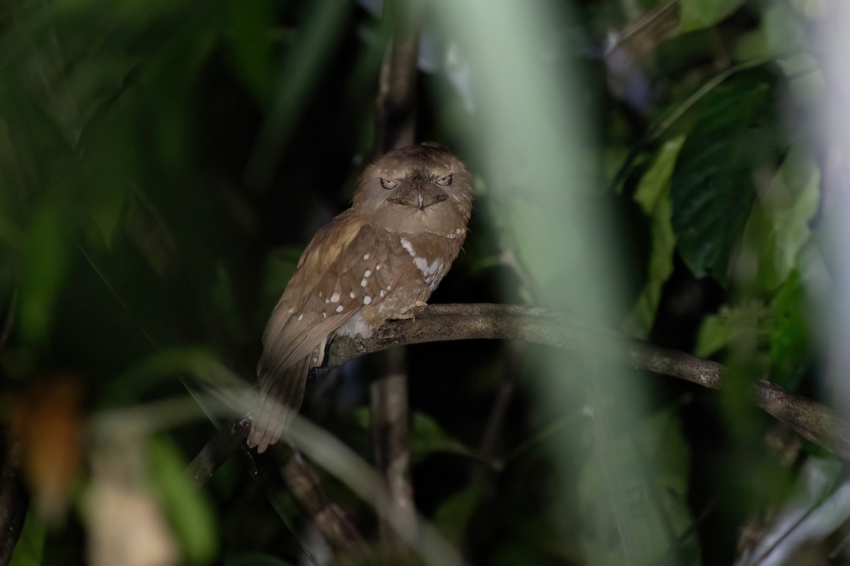 Philippine Frogmouth - ML615733260