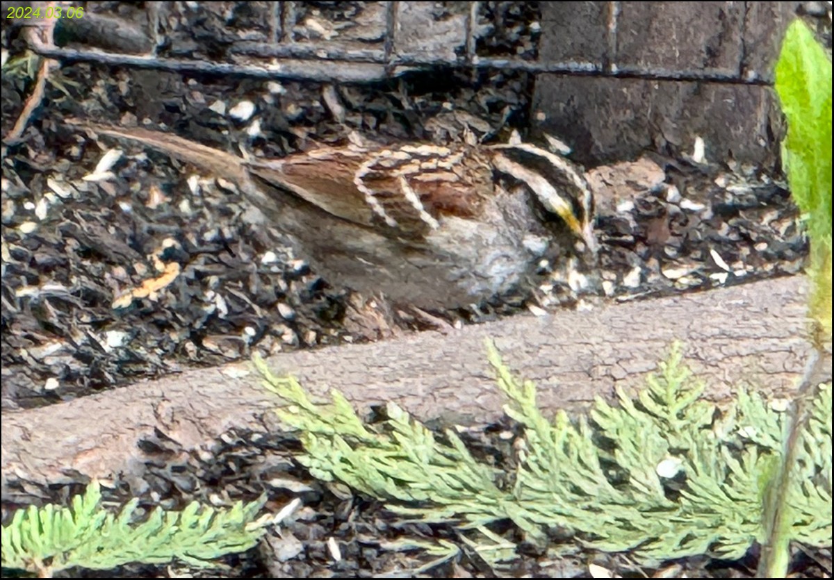 White-throated Sparrow - ML615733290