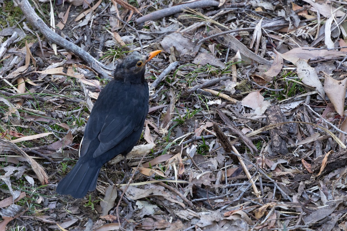 Eurasian Blackbird - ML615733326