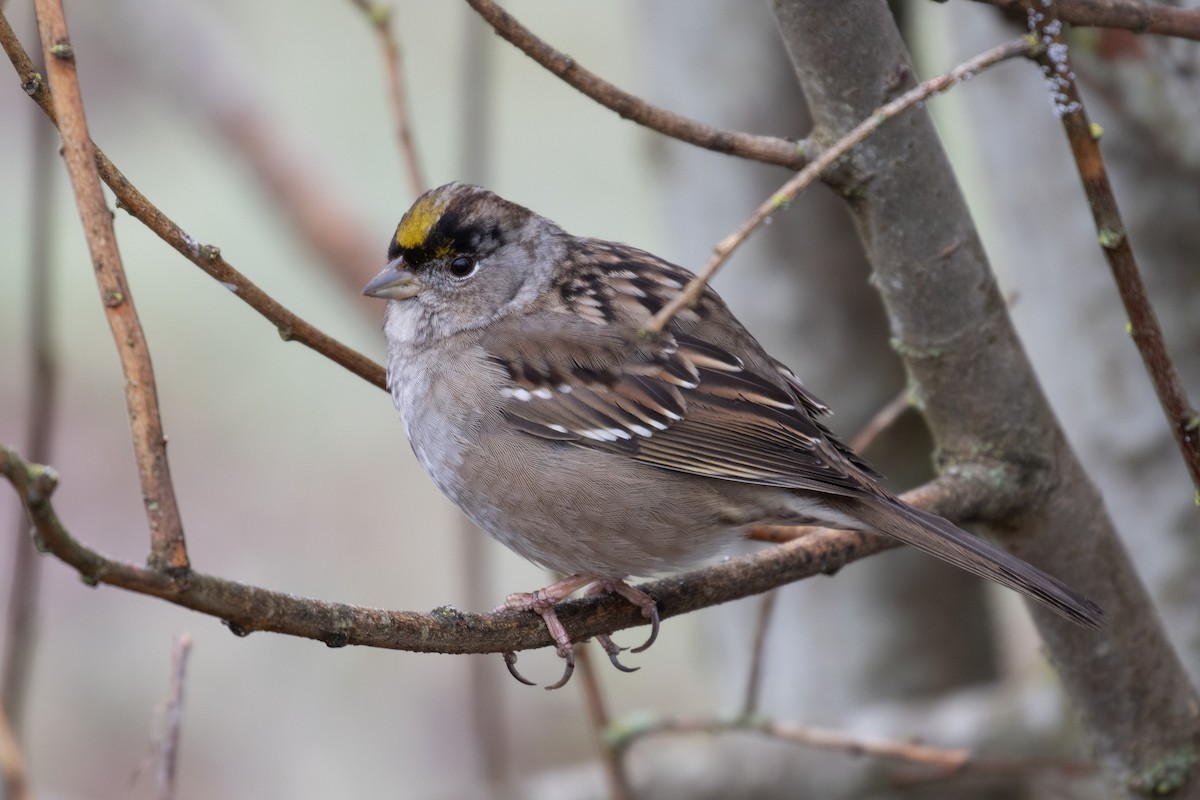 Golden-crowned Sparrow - ML615733386