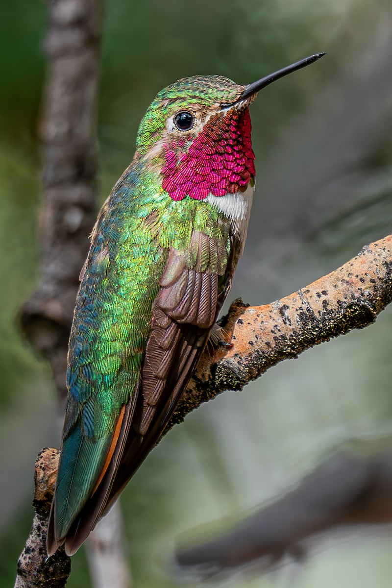 Broad-tailed Hummingbird - ML615733485