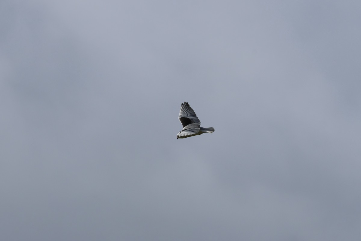 Black-winged Kite - ML615733520