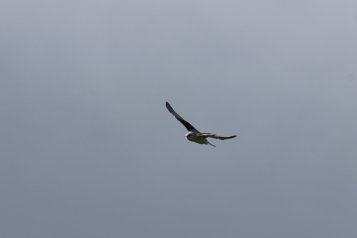 Black-winged Kite - ML615733521