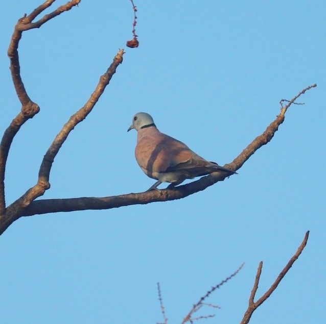 Red Collared-Dove - ML615733569