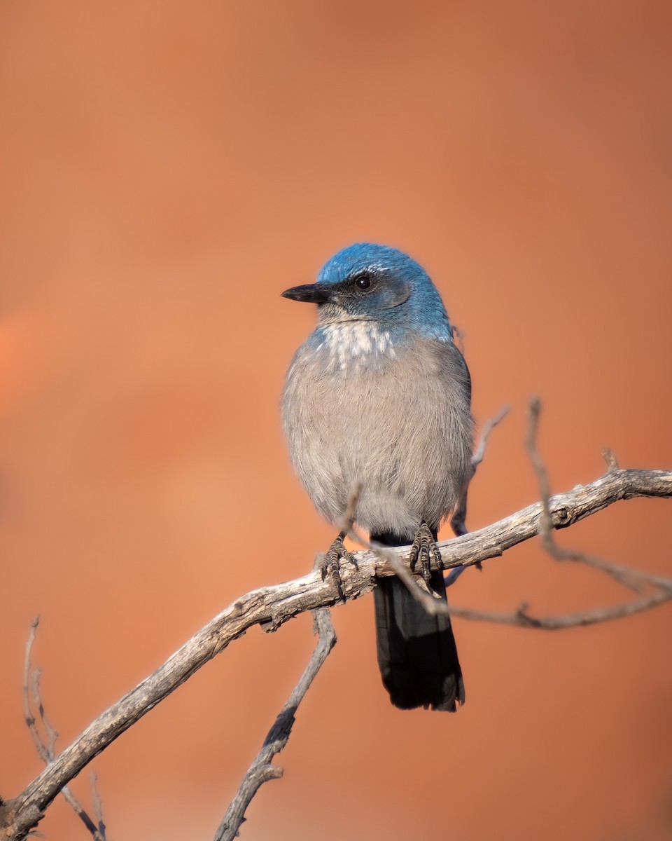Woodhouse's Scrub-Jay - Hannah Criswell
