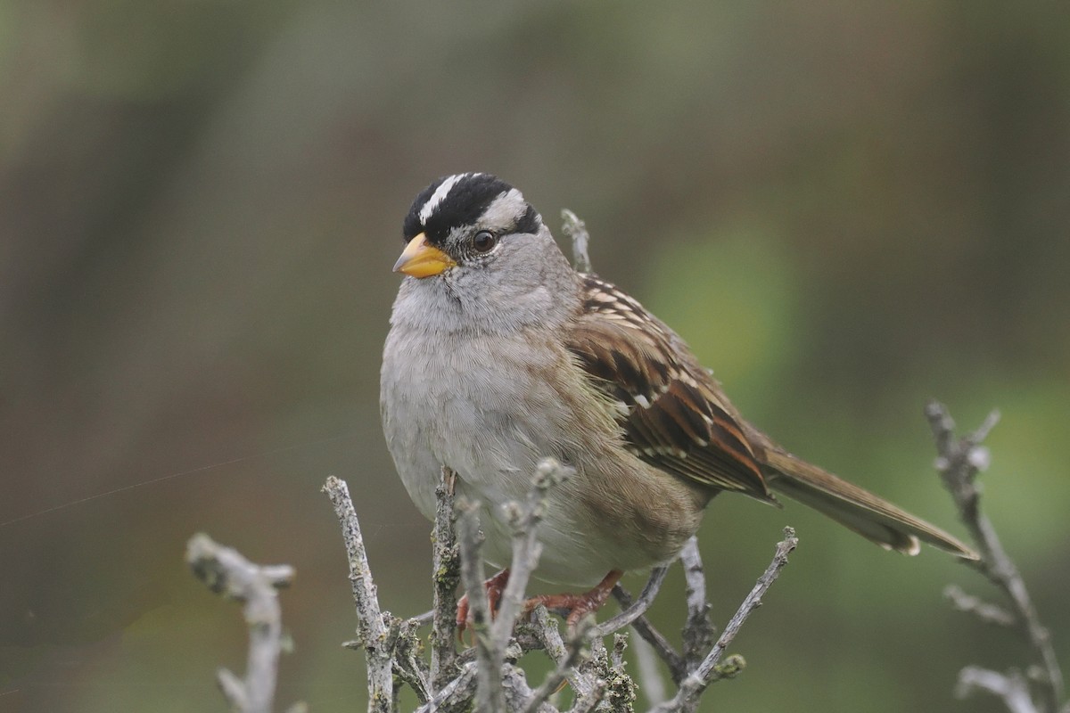 White-crowned Sparrow - ML615733700