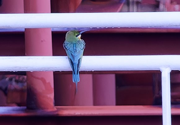 Blue-tailed Bee-eater - ML615733784