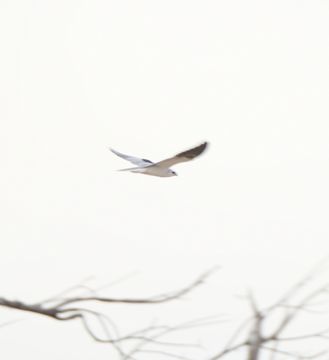 White-tailed Kite - ML615734107