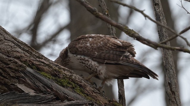 Red-tailed Hawk - ML615734138