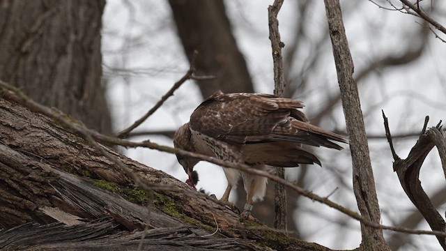 Red-tailed Hawk - ML615734139
