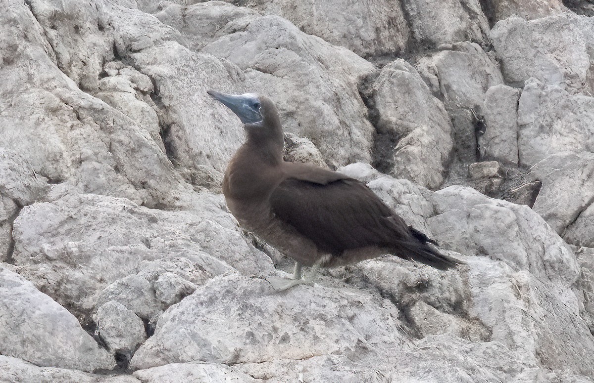 Brown Booby - ML615734193