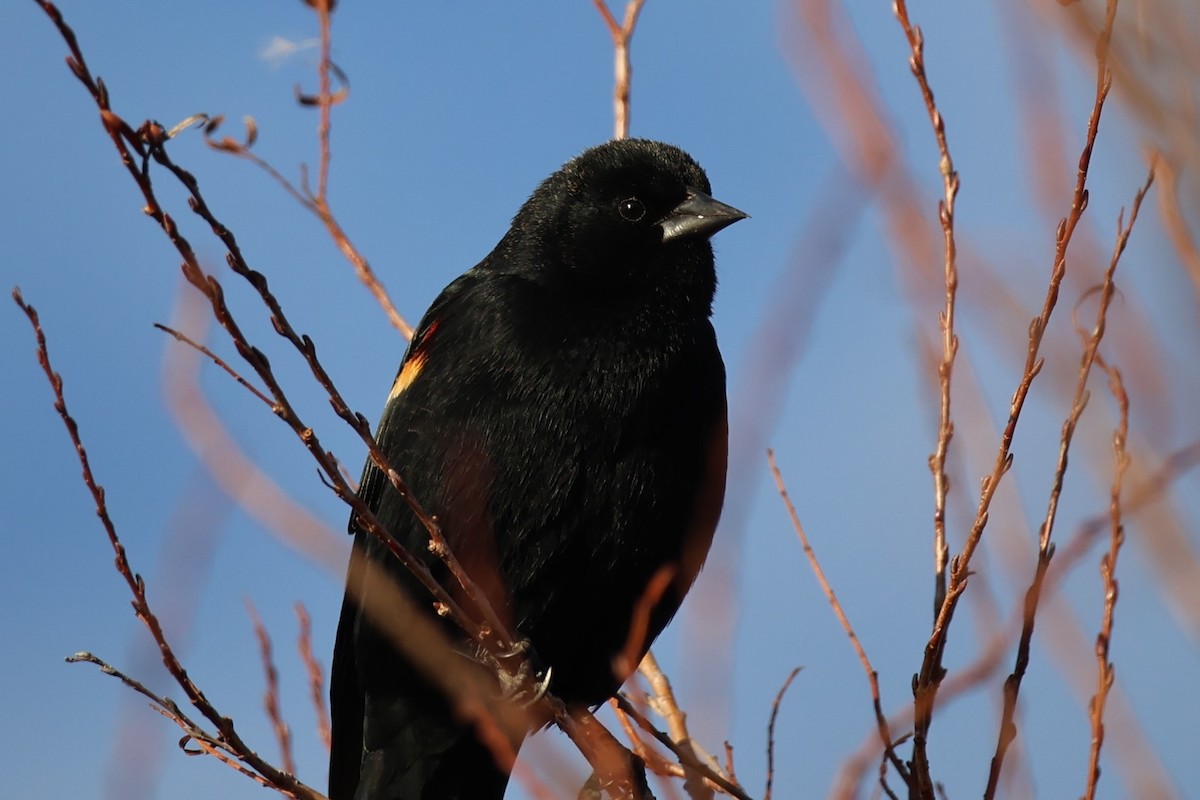 Red-winged Blackbird - ML615734272