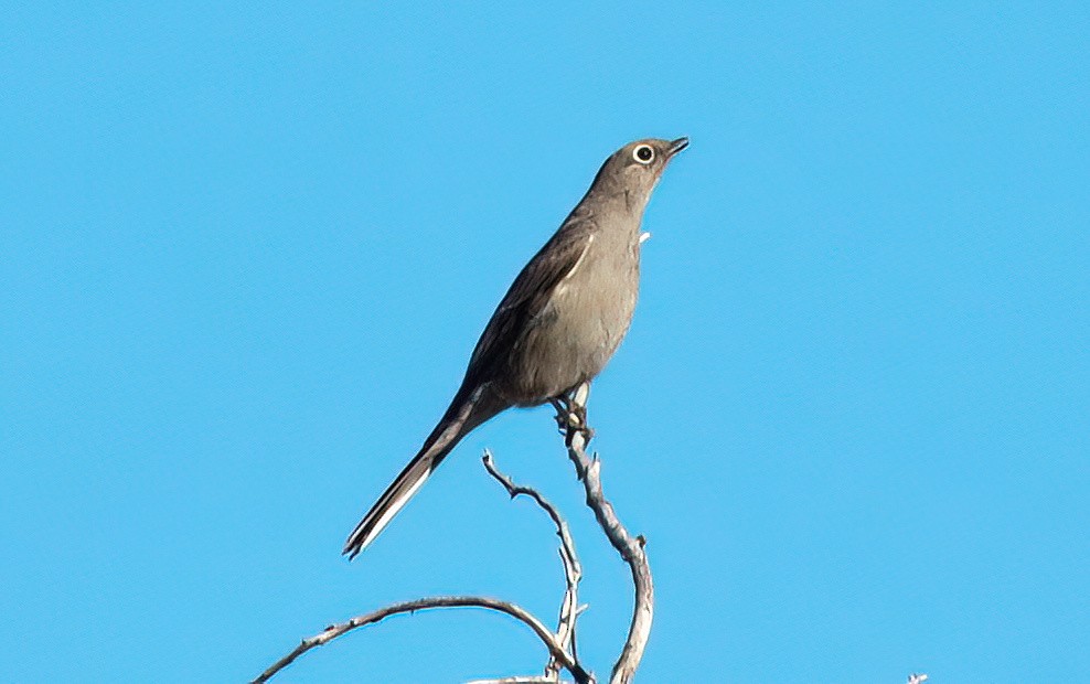 Townsend's Solitaire - ML615734313