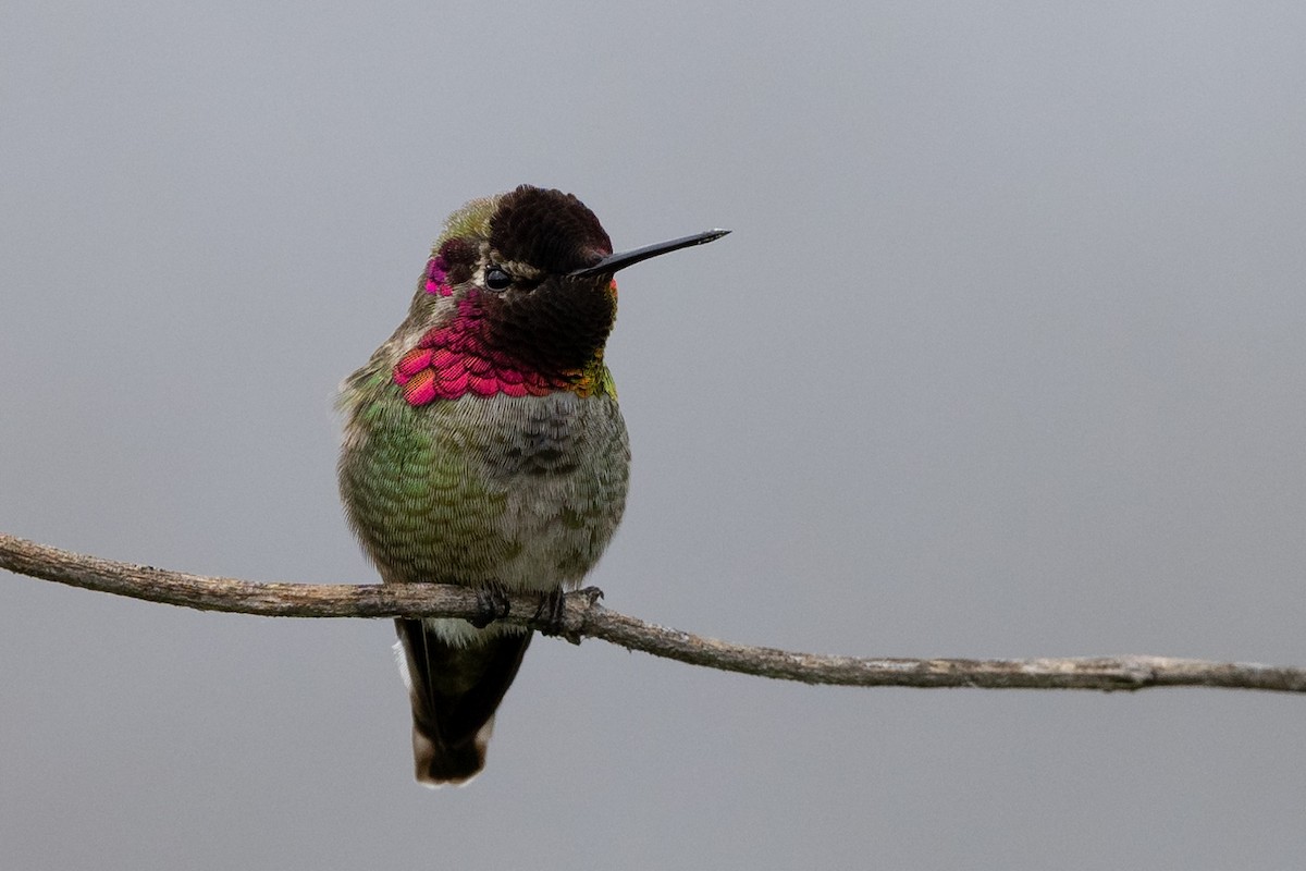 Anna's Hummingbird - ML615734336