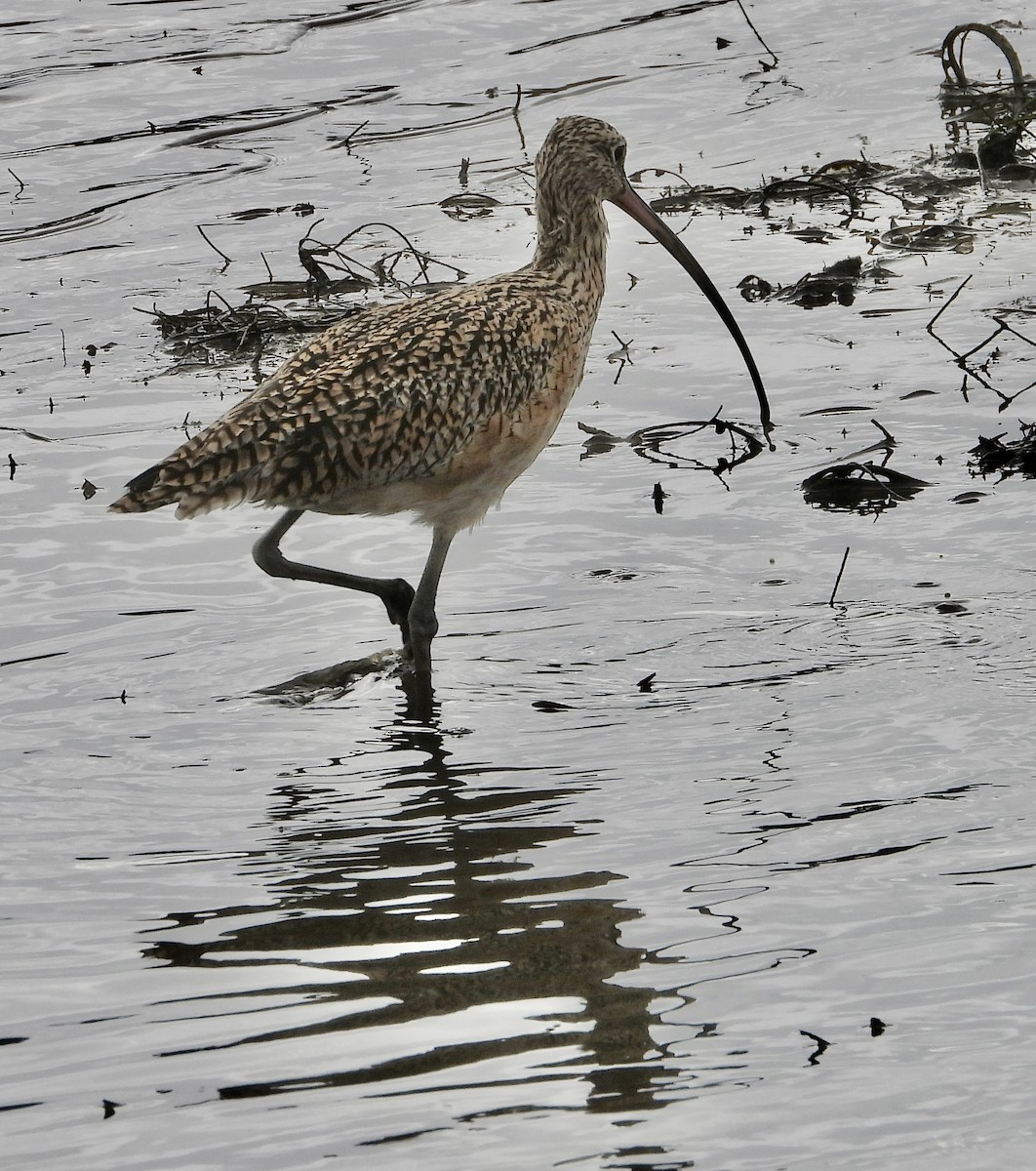 Long-billed Curlew - Cathie Canepa