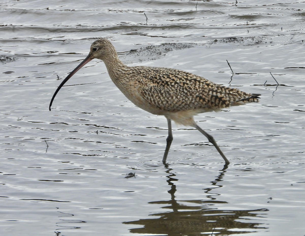 Long-billed Curlew - ML615734376