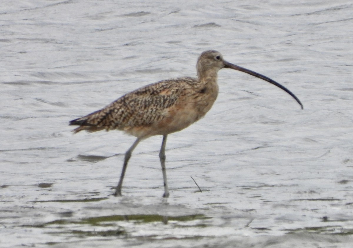 Long-billed Curlew - Cathie Canepa