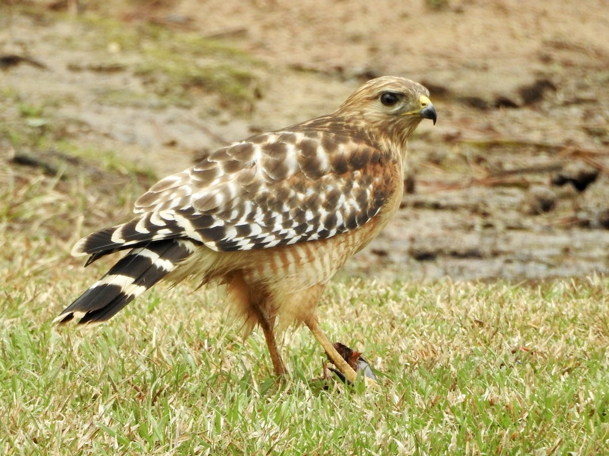 Red-shouldered Hawk (lineatus Group) - ML615734409