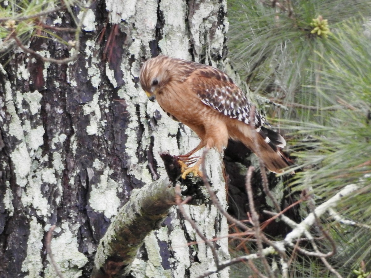 Red-shouldered Hawk (lineatus Group) - ML615734410