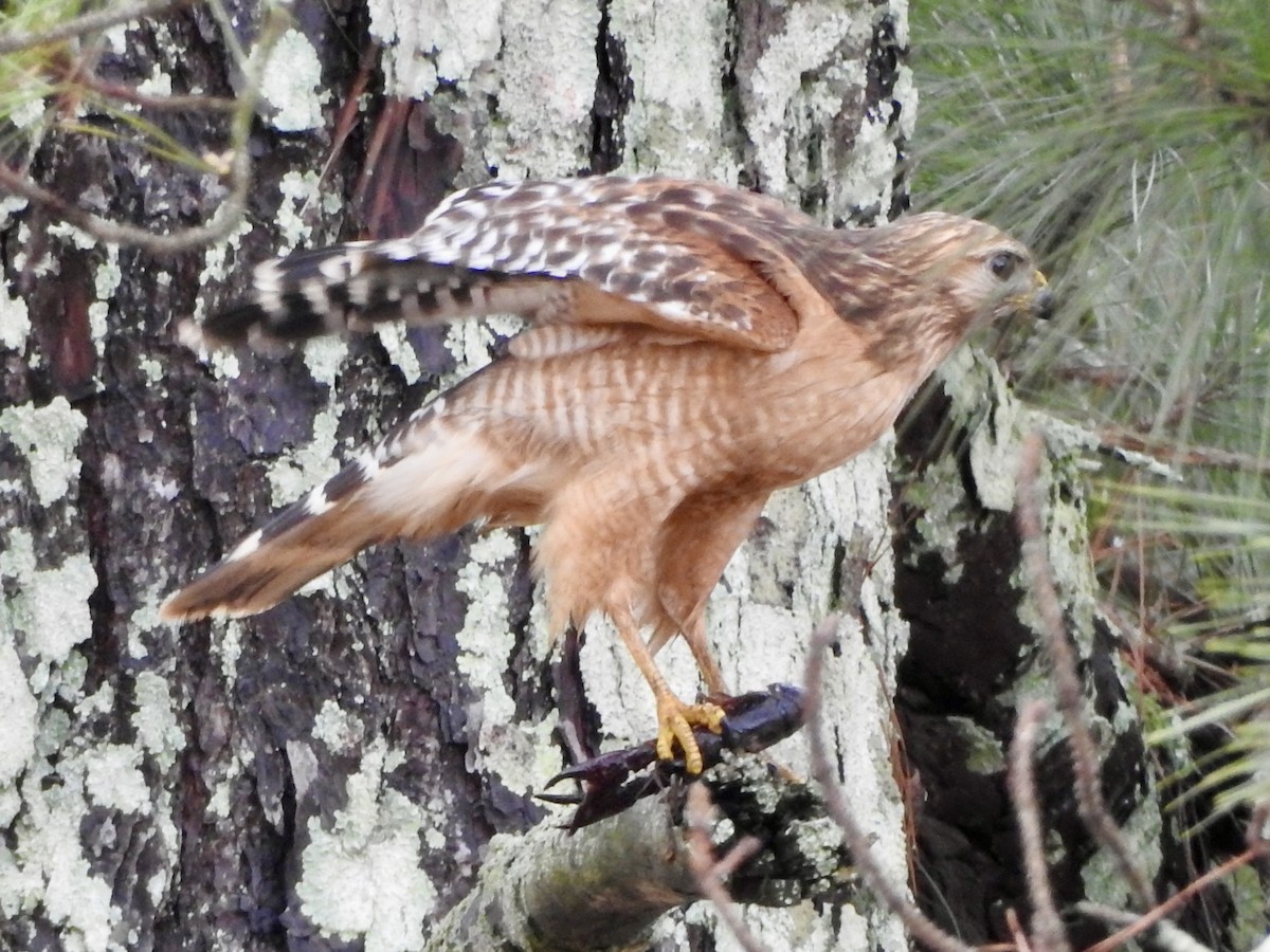 Red-shouldered Hawk (lineatus Group) - ML615734411