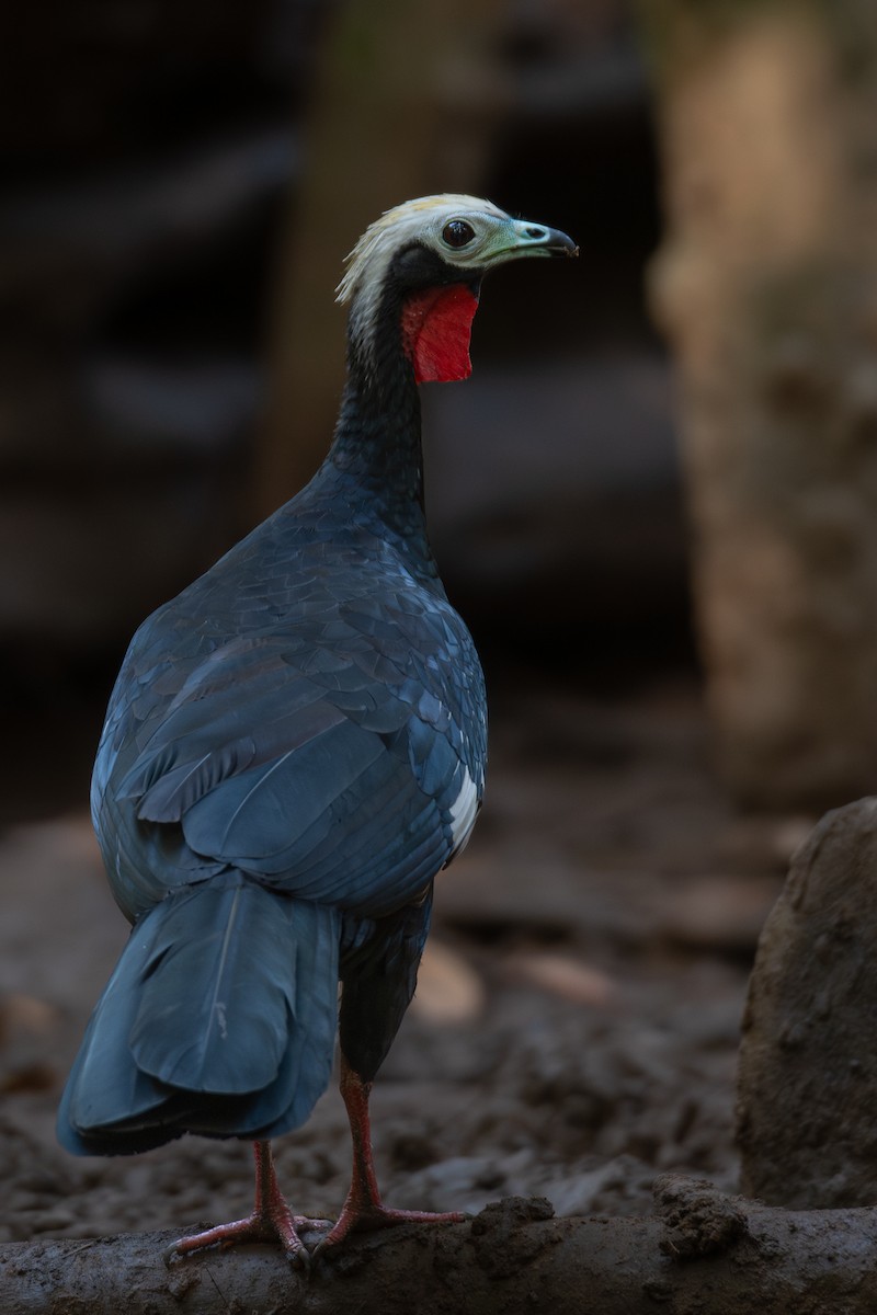 Red-throated Piping-Guan - ML615734519