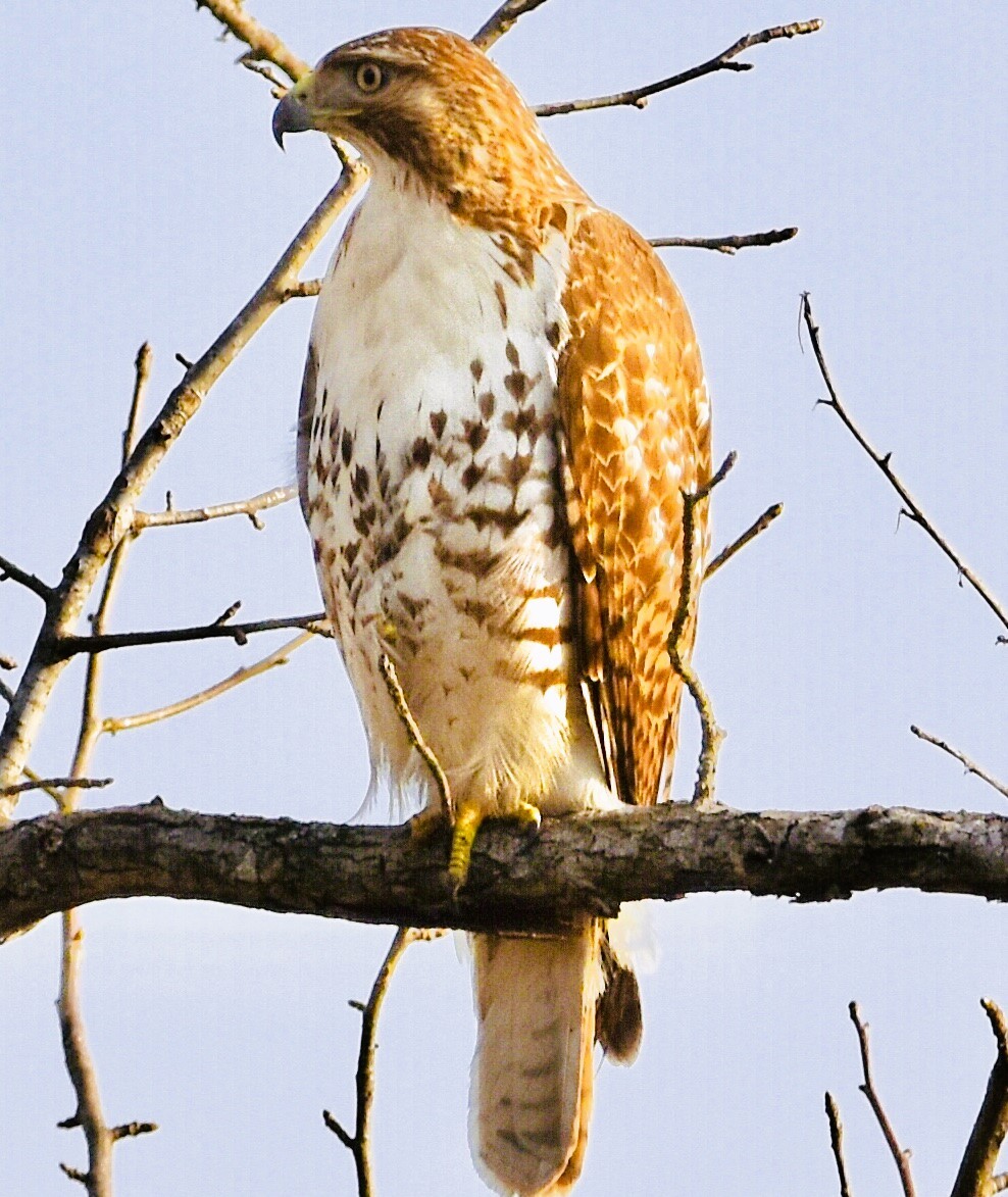 Red-tailed Hawk - ML615734525