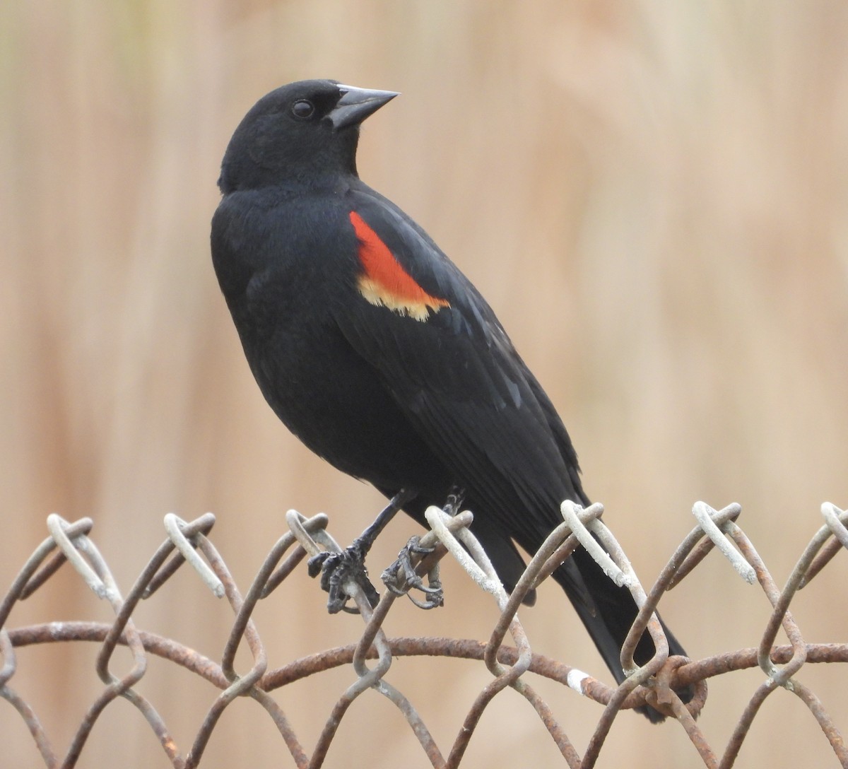 Red-winged Blackbird - Cathie Canepa