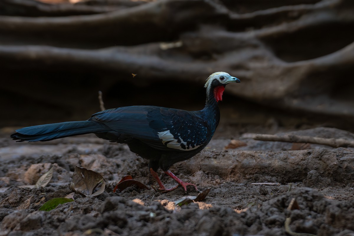Red-throated Piping-Guan - ML615734549
