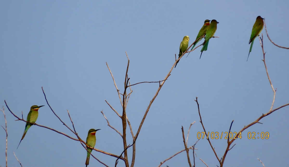 Волнистый попугайчик (Одомашенного вида) - ML615734567