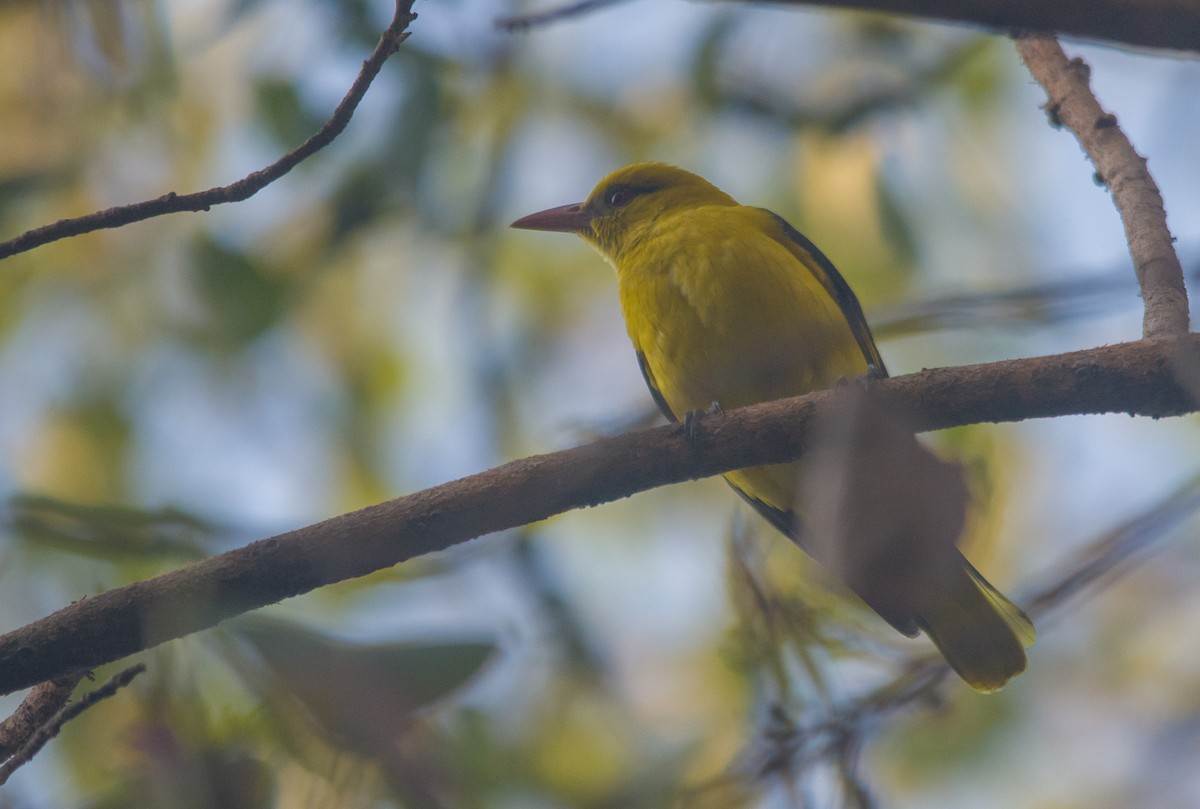 Indian Golden Oriole - ML615734614