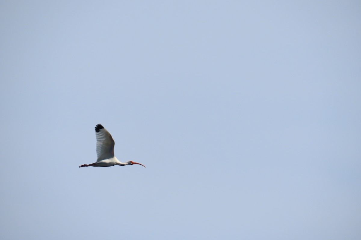 ibis bílý - ML615734657