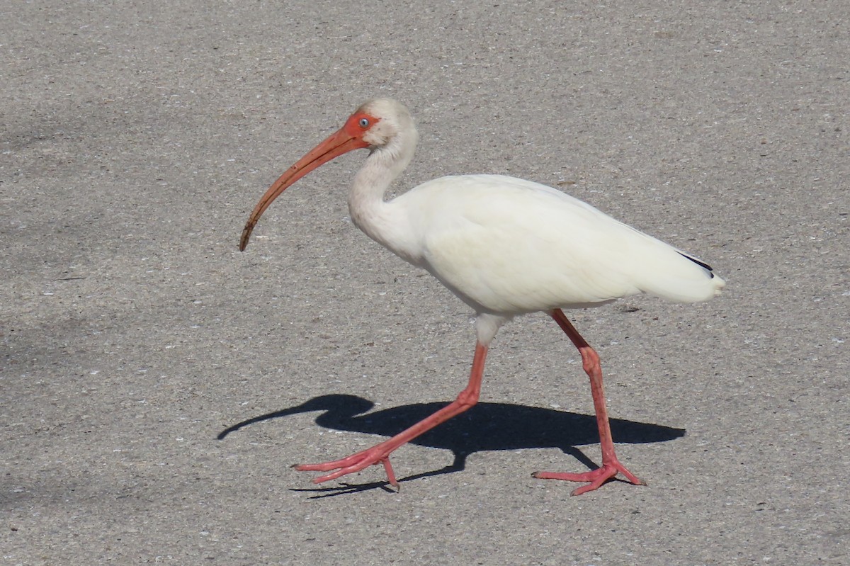 ibis bílý - ML615734663