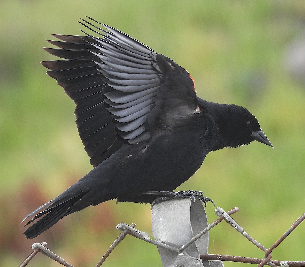 Red-winged Blackbird - ML615734671