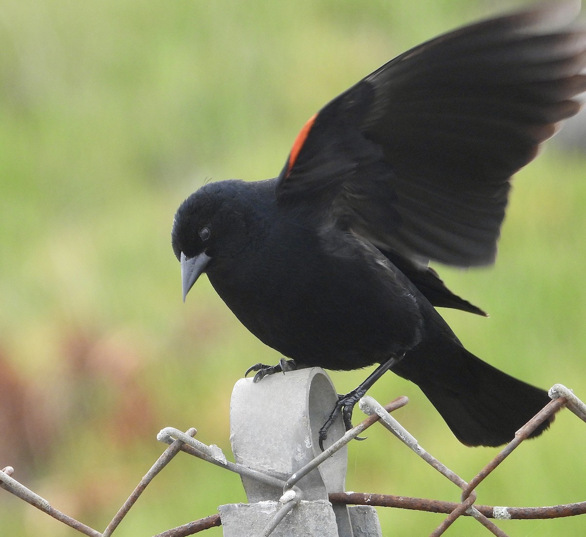 Red-winged Blackbird - Cathie Canepa