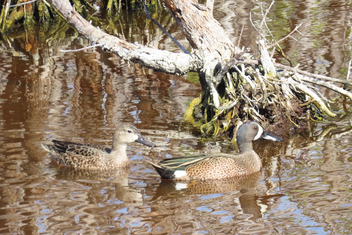 Blue-winged Teal - ML615734908