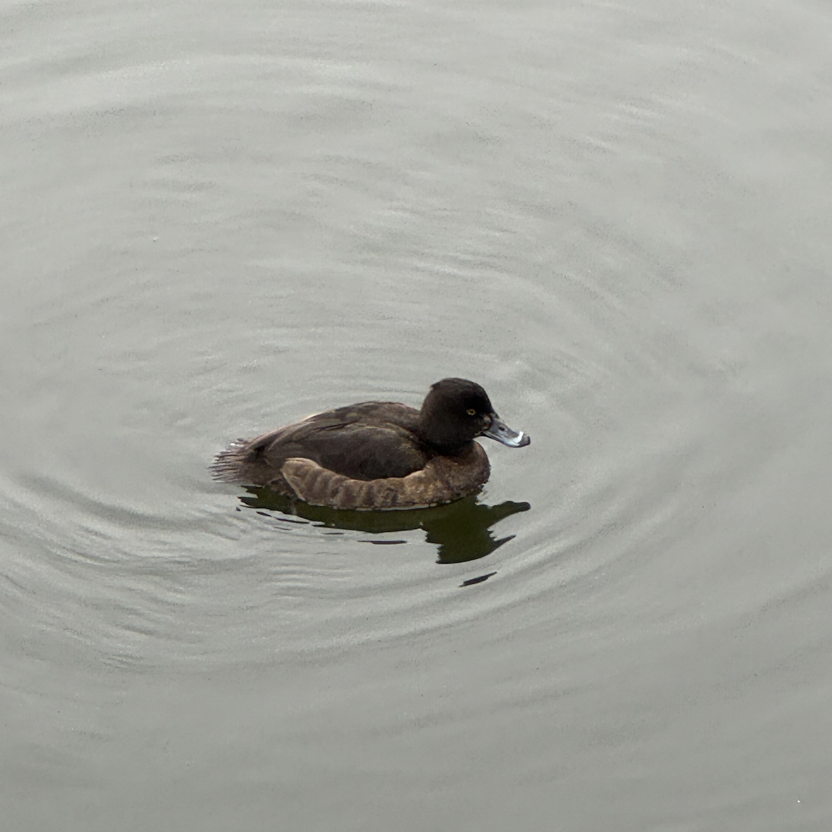 Tufted Duck - ML615734964