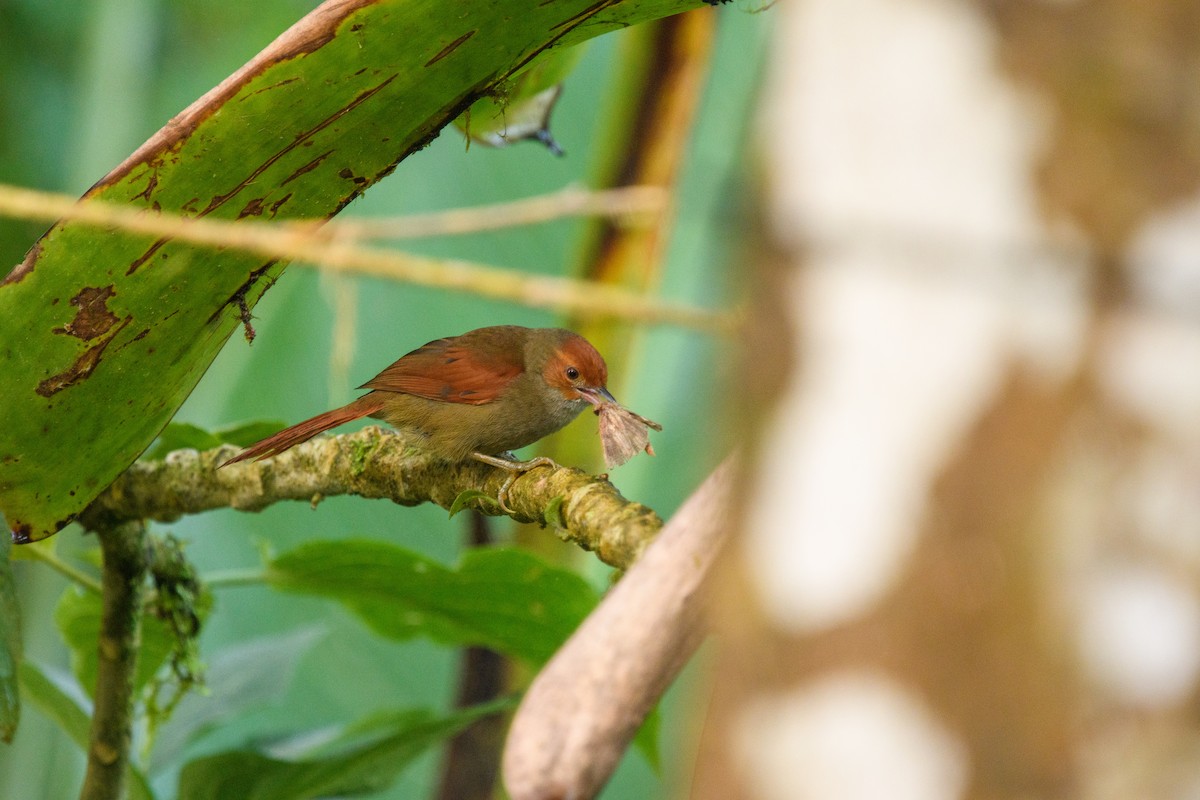 Red-faced Spinetail - ML615734971
