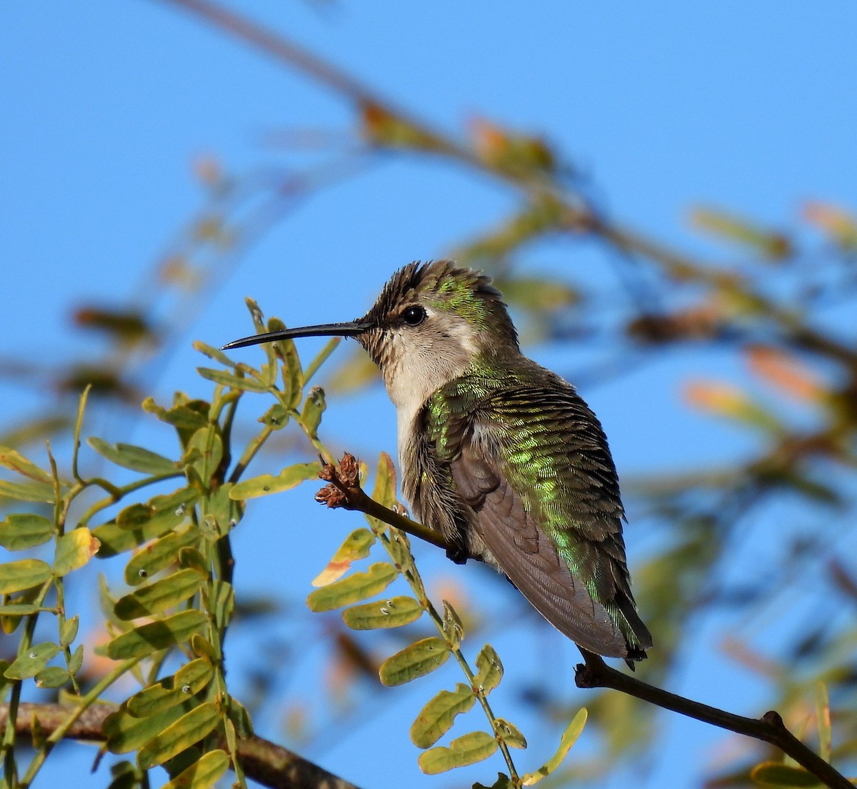 Costa's Hummingbird - ML615735052