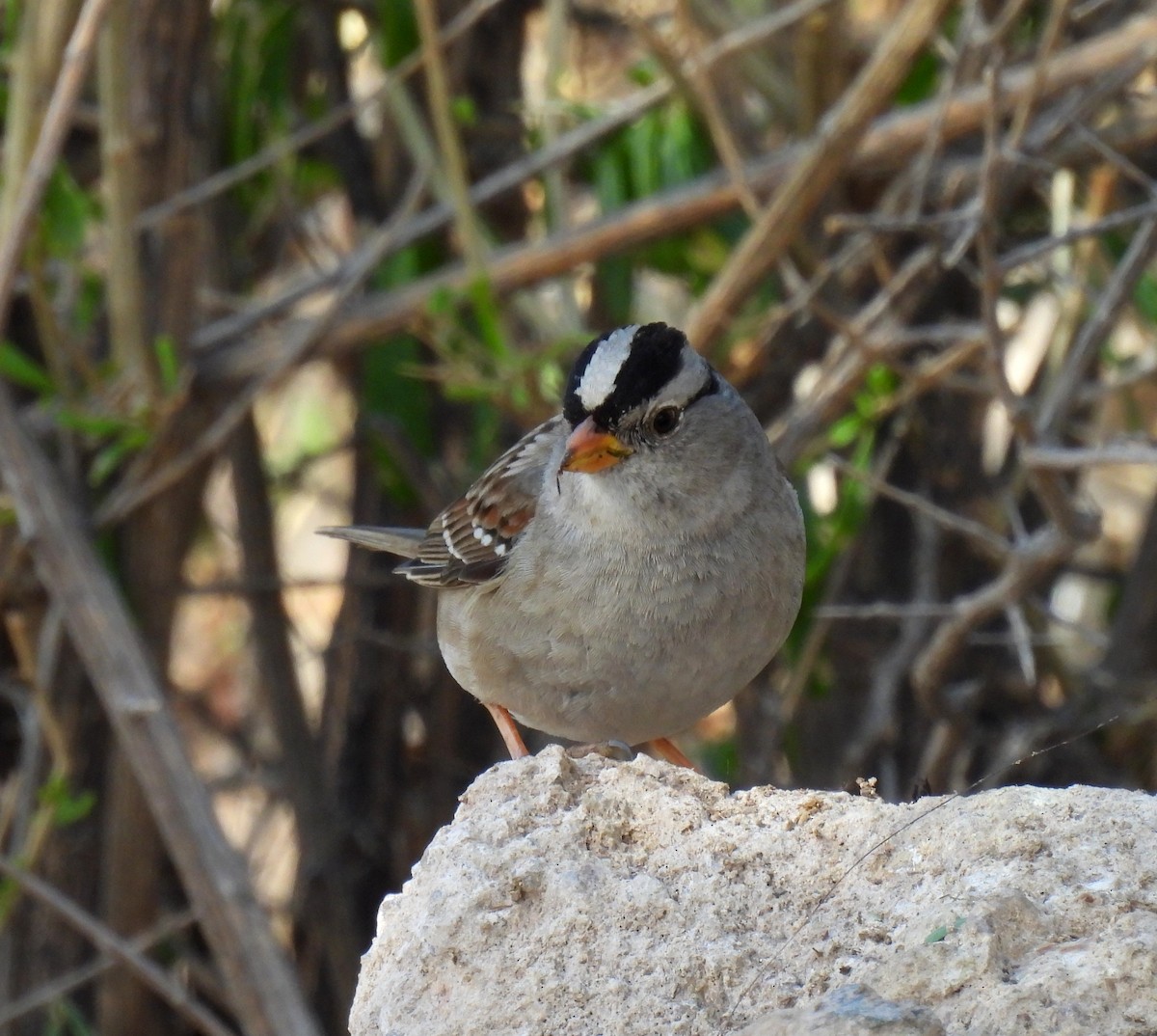 White-crowned Sparrow - ML615735082