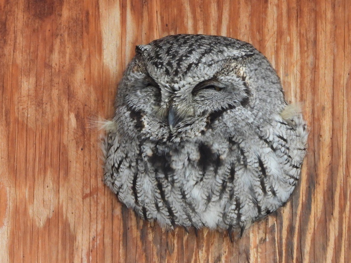 Western Screech-Owl - ML615735096