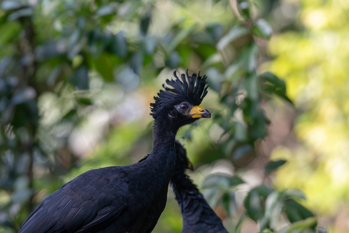 Bare-faced Curassow (Bare-faced) - Victor Castanho