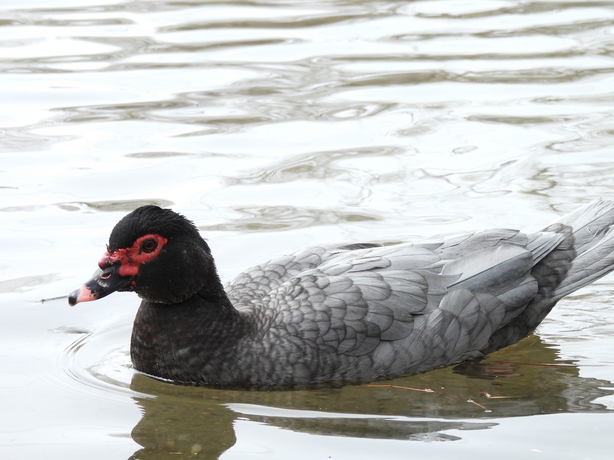 Muscovy Duck (Domestic type) - ML615735115