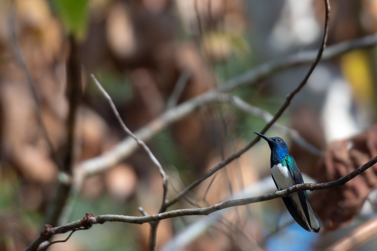 kolibřík bělokrký - ML615735136