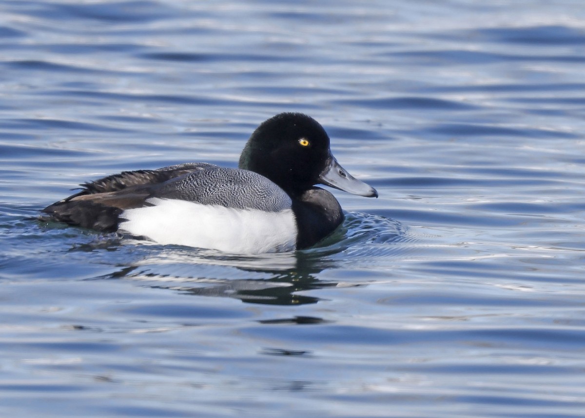 Greater Scaup - ML615735162