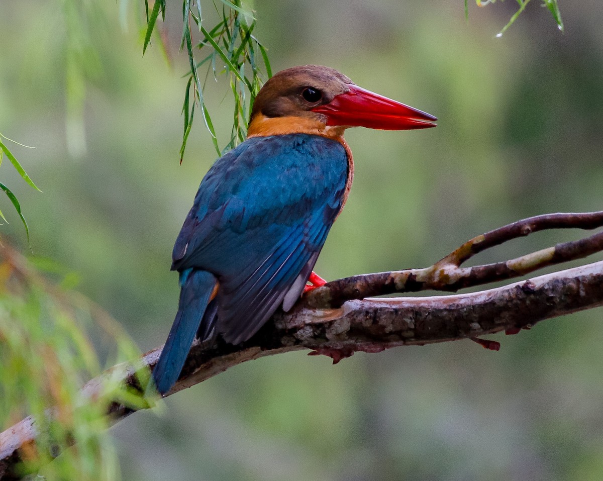 ML615735228 - Stork-billed Kingfisher - Macaulay Library